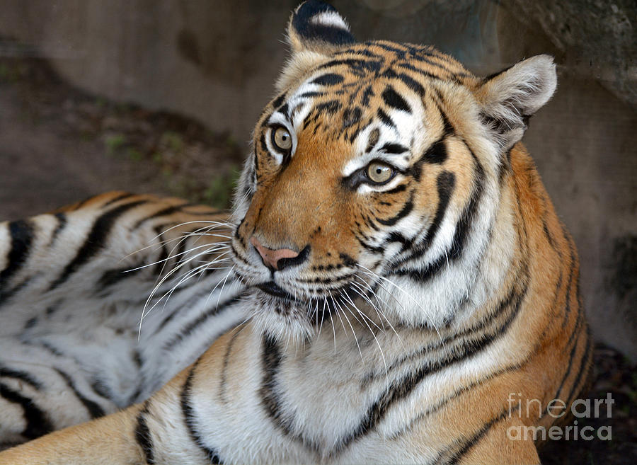 Nature Photograph - Malayan Tiger by Savannah Gibbs