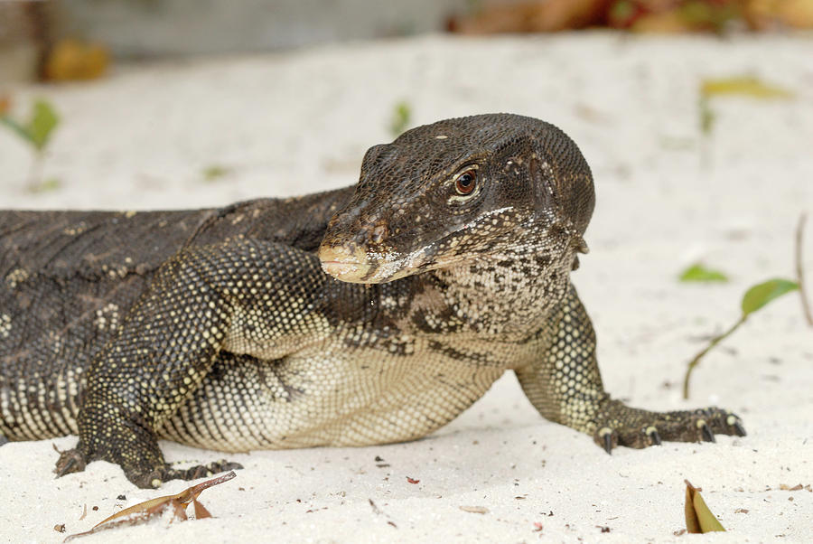 Malayan Water Monitor Lizard Photograph By Sinclair Stammersscience