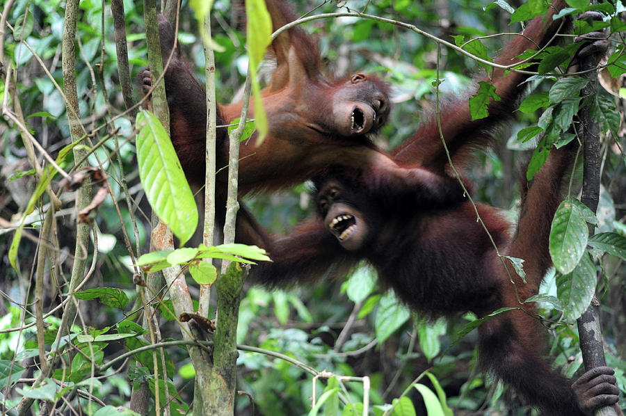 Nature Photograph - Malaysia, Borneo, Sepilok, Orangutan by Anthony Asael
