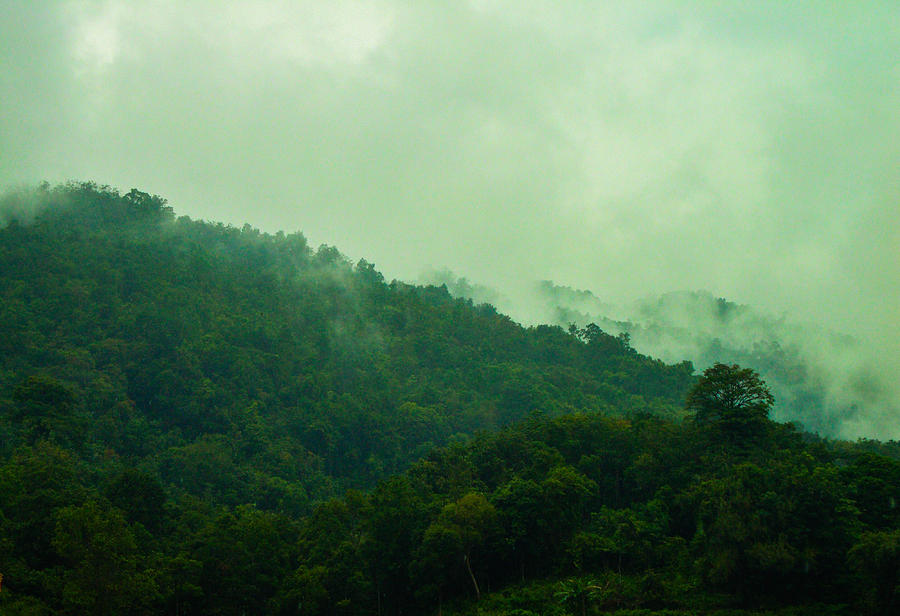 Malaysia Woods Photograph by Mihaela James - Fine Art America