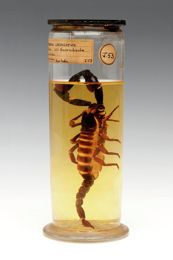 Still Life Photograph - Malaysian Forest Scorpion by Ucl, Grant Museum Of Zoology