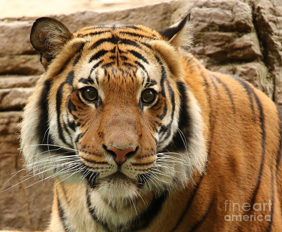 Malaysian Tiger Photograph - Malaysian Tiger A1837 by Stephen Parker