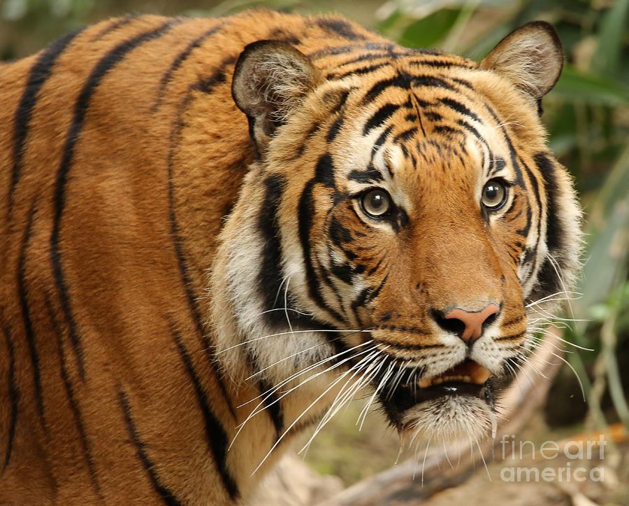 Malaysian Tiger Photograph - Malaysian Tiger A1844 by Stephen Parker