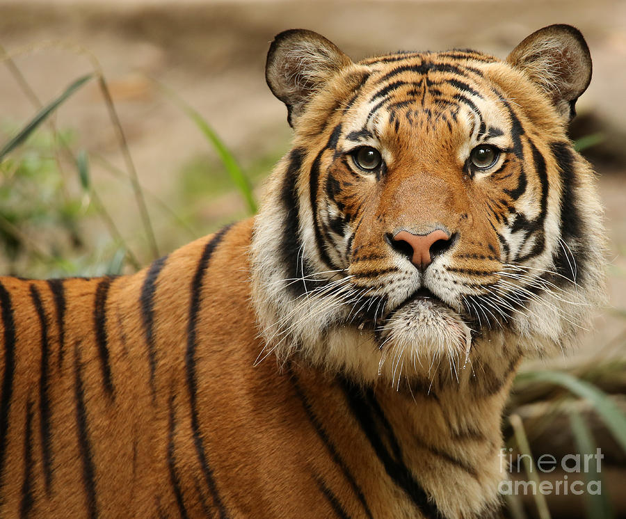 Malaysian Tiger Photograph - Malaysian Tiger A1846 by Stephen Parker