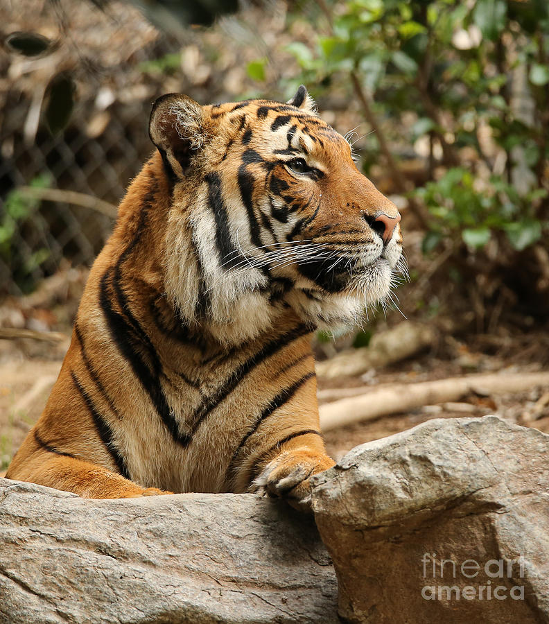 Malaysian Tiger Photograph - Malaysian Tiger A1865 by Stephen Parker