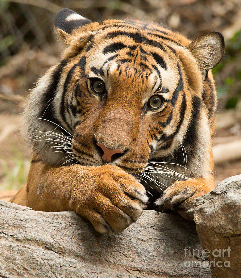 Malaysian Tiger Photograph - Malaysian Tiger A1866 by Stephen Parker
