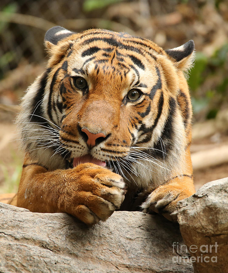 Malaysian Tiger Photograph - Malaysian Tiger A1867 by Stephen Parker