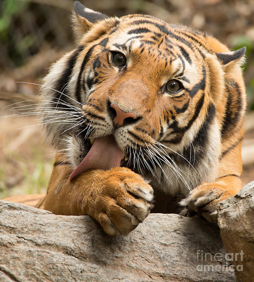 Malaysian Tiger Photograph - Malaysian Tiger A1868-2 by Stephen Parker