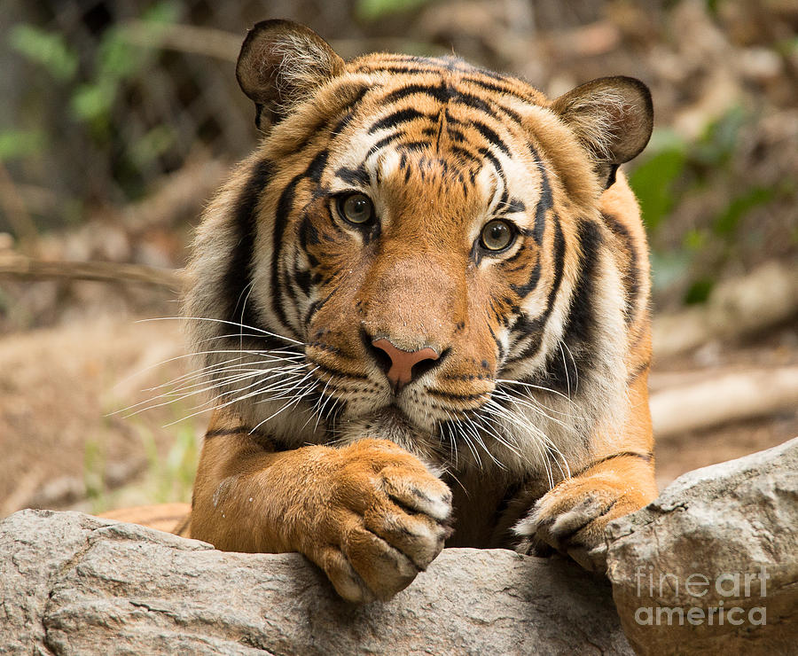 Malaysian Tiger Photograph - Malaysian Tiger A1869 by Stephen Parker