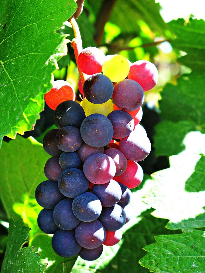 Wine Photograph - Malbec by Emily Fidler