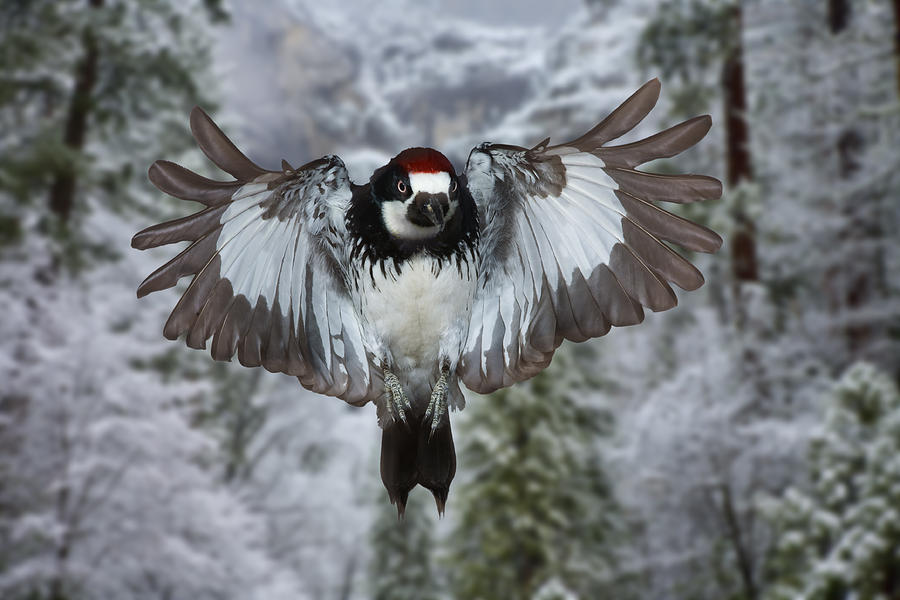 Male Acorn Woodpecker Photograph by Gregory Scott