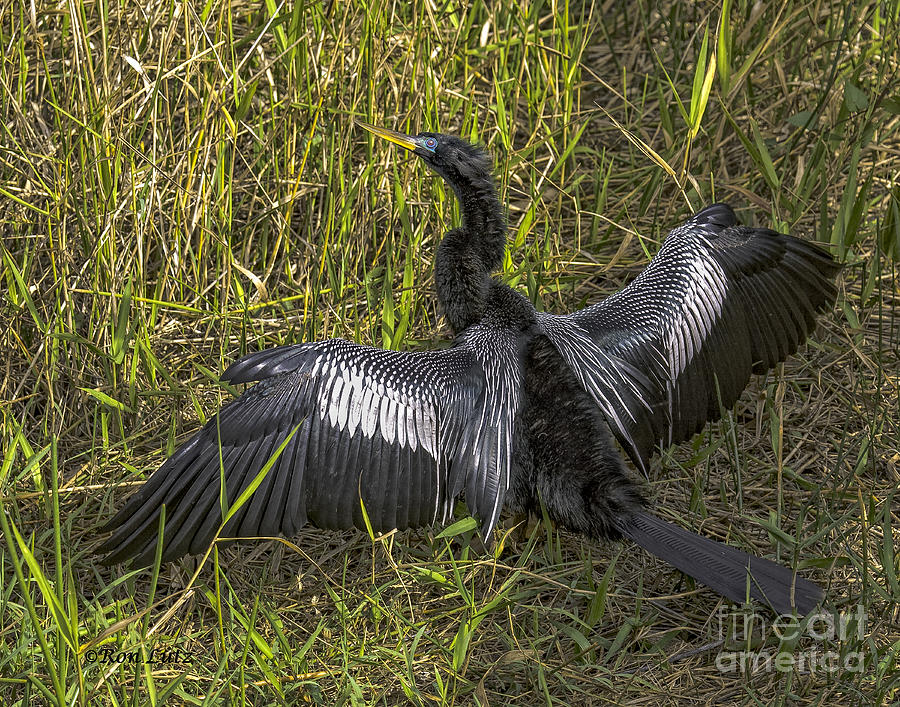 Male Adult Anhinga Photograph by Ronald Lutz
