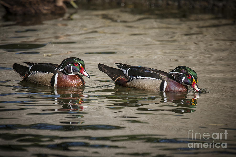 Male adult Wood Ducks Photograph by Ronald Lutz