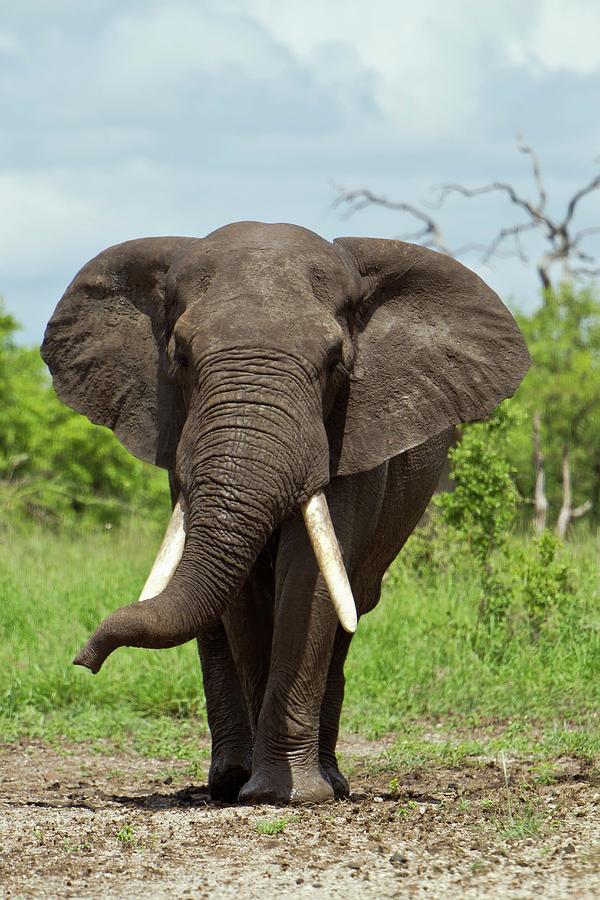 Male African Elephant Photograph by Dr Andre Van Rooyen/science Photo Library