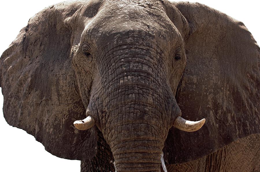 Male African Elephant Photograph by Dr P. Marazzi/science Photo Library