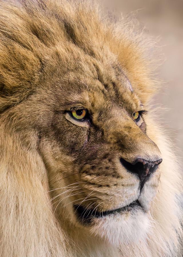 Male African Lion Photograph by Jim Hughes