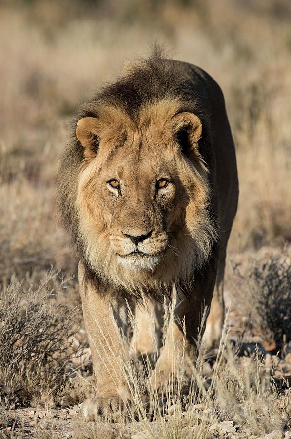 Kgalagadi Transfrontier Park Photograph - Male African Lion Making Eye Contact by Tony Camacho/science Photo Library