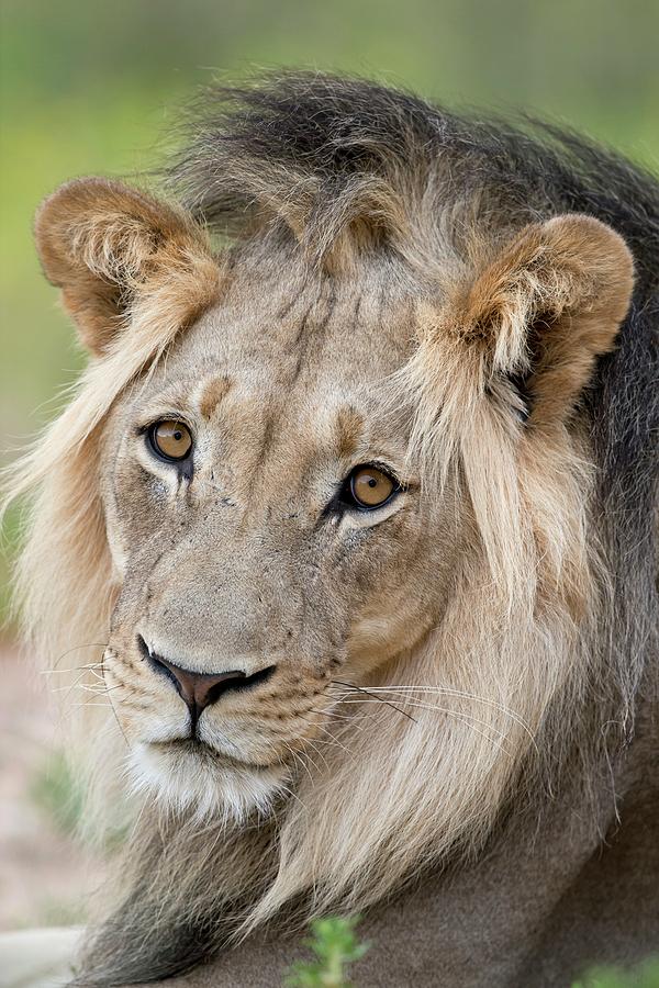 Download Male African Lion Portrait Photograph by Tony Camacho