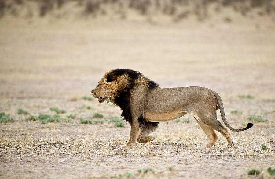 Male African Lion Photograph by Tony Camacho/science Photo Library
