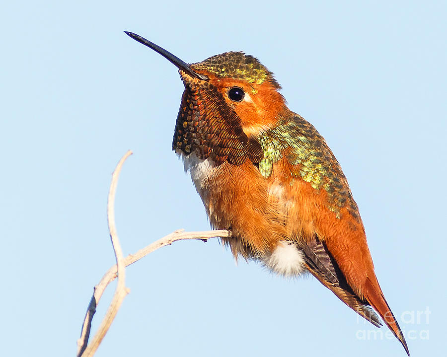 Male Allen's Hummingbird Photograph by Carl Jackson - Fine Art America