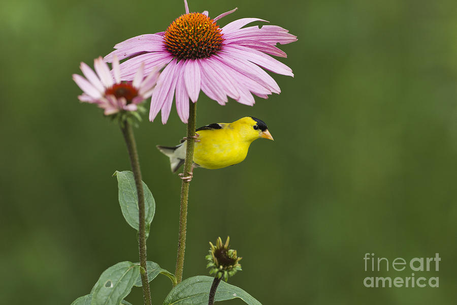 Nature Photograph - Male American Goldfinch And Purple by Linda Freshwaters Arndt