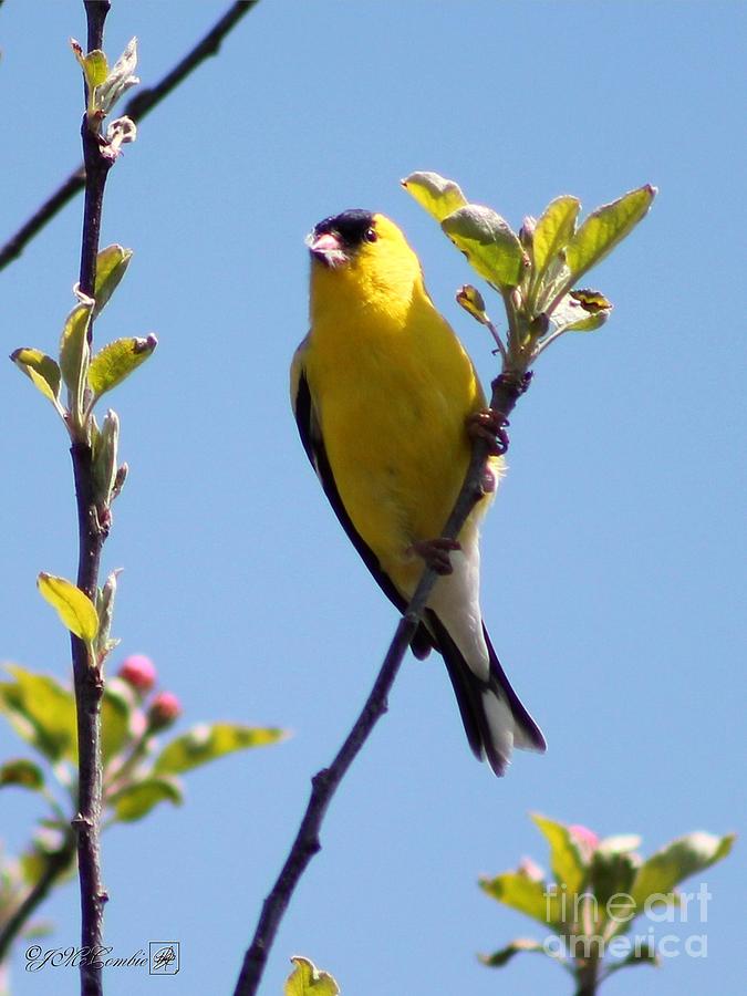 Male American Goldfinch Gathering Feathers for the Nest Photograph by J McCombie