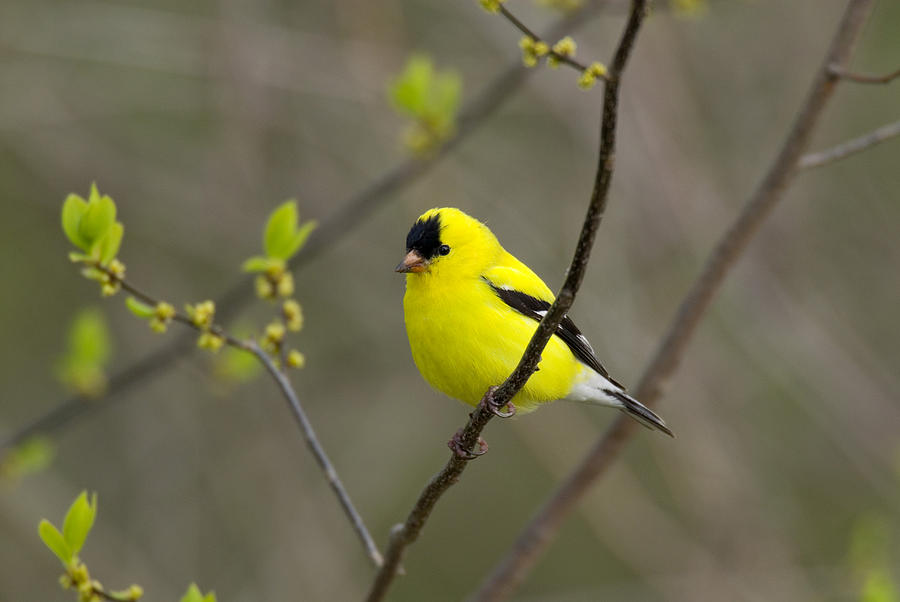 Male American Goldfinch Photograph by Thomas And Pat Leeson