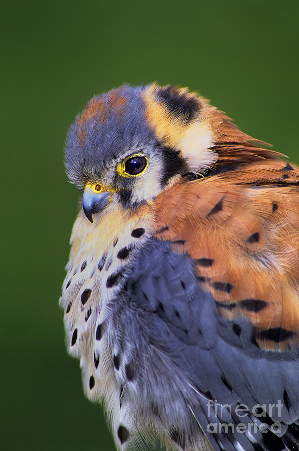 Male American Kestrel Falco Sparverius Captive Photograph by Dave Welling