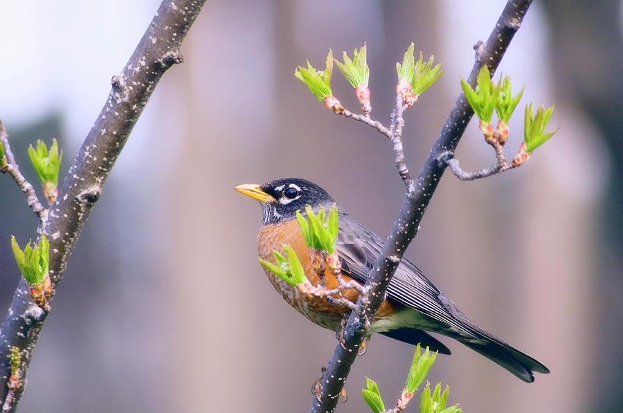 Male American Robin Photograph by Maria Mosolova/science Photo Library