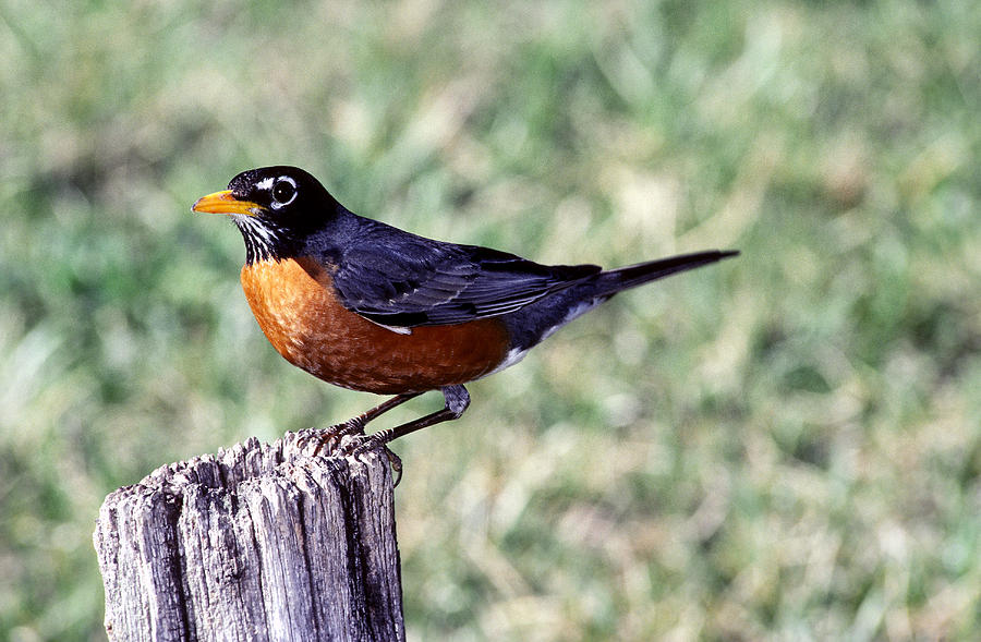 Male American Robin Photograph by Millard H. Sharp