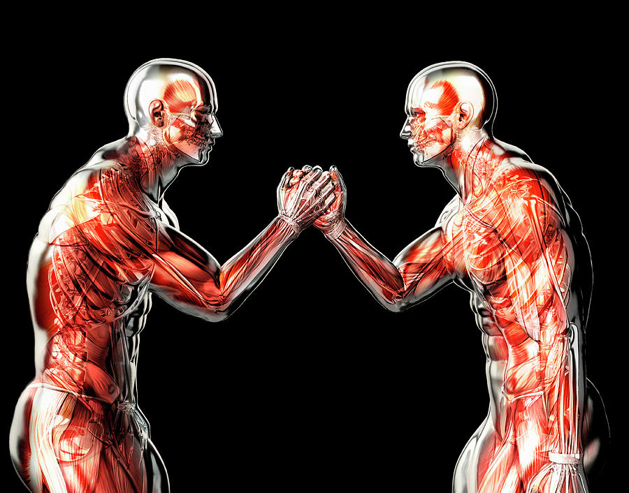 Male Anatomical Models Arm Wrestling Photograph by Ikon Ikon Images