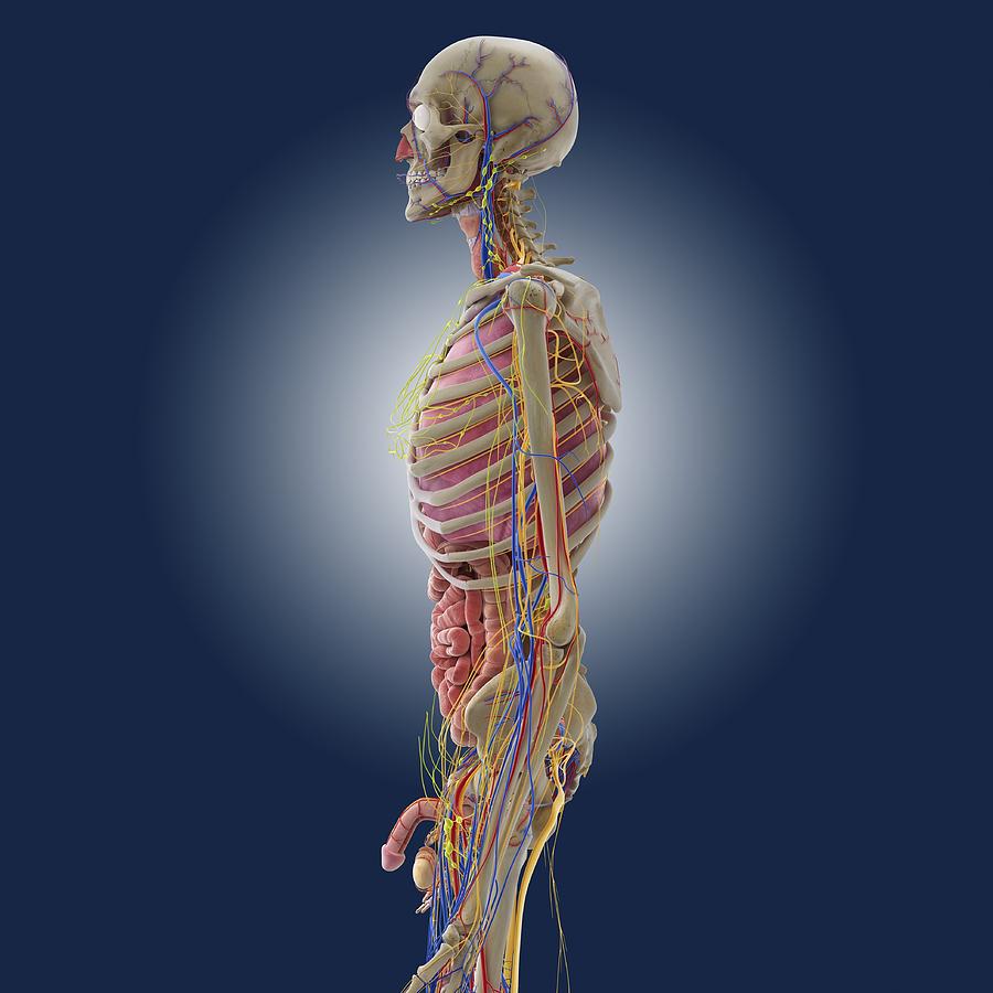 Skeleton Photograph - Male anatomy, artwork by Science Photo Library