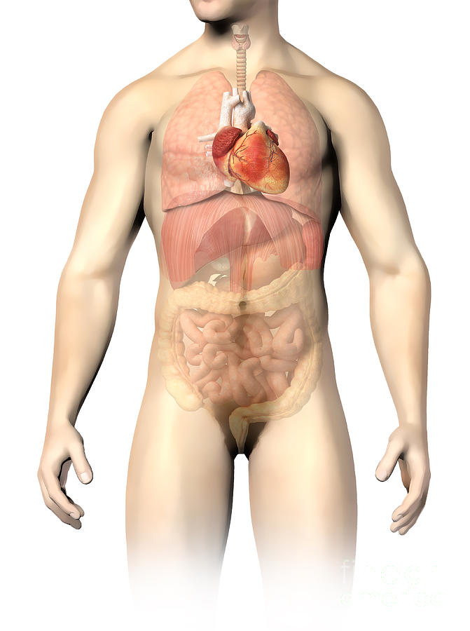 Male Chest Anatomy Of Thorax Zip Pouch by Leonello Calvetti - Pixels