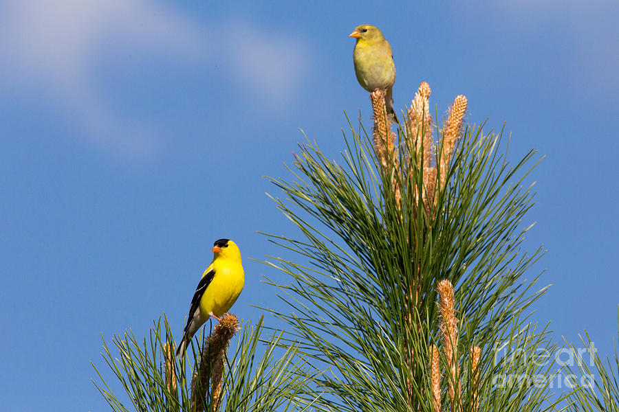 Feather Photograph - Male And Female American Goldfinches by Linda Freshwaters Arndt