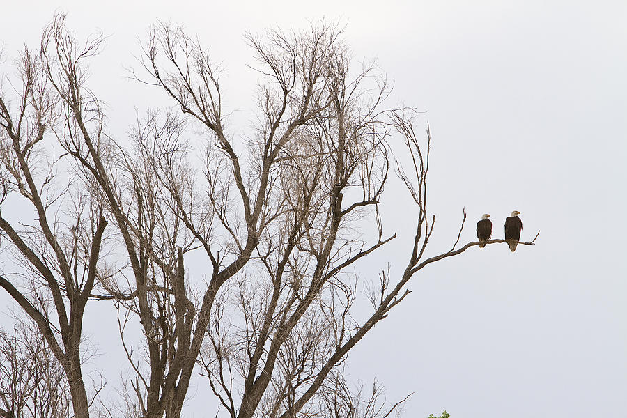 Male and Female Bald Eagles Photograph by James BO Insogna