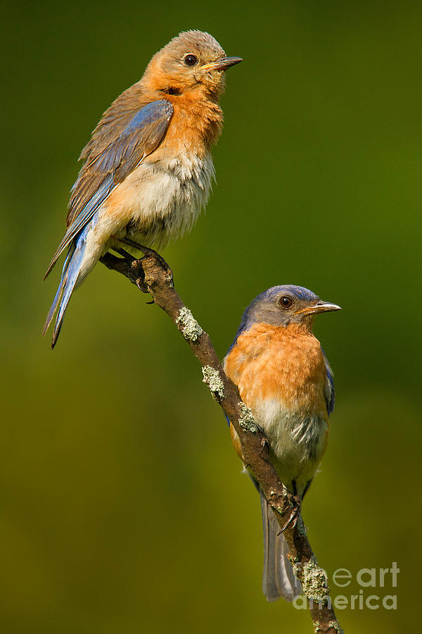 Male and Female Bluebirds Photograph by Jerry Fornarotto