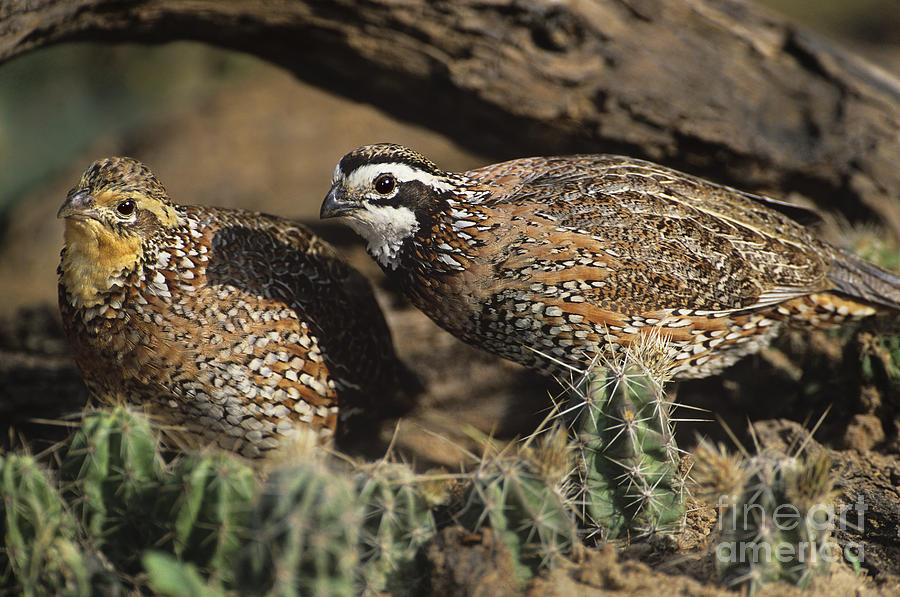 Male And Female Bobwhites Collinas Virginianus Wild Texas Photograph by Dave Welling