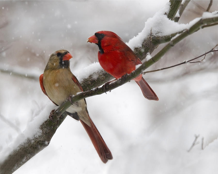 Male and Female Cardinal Photograph by Ann Bridges