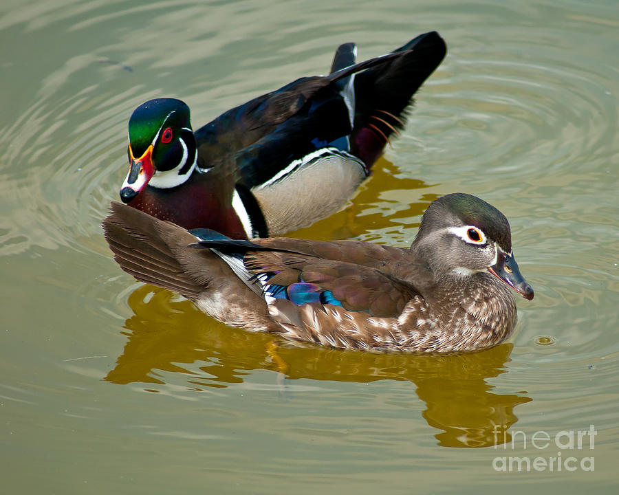 Wood Duck Couple Photograph by Stephen Whalen