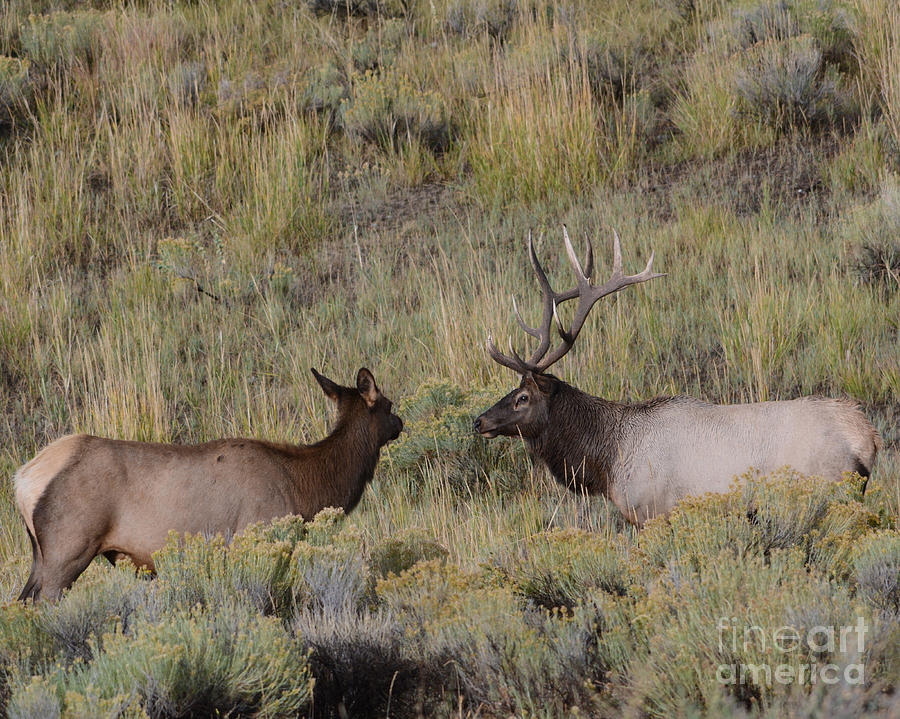 Male and Female Elk Photograph by John Greco