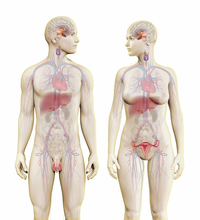 Male And Female Endocrine Glands Photograph by Claus Lunau/science Photo Library