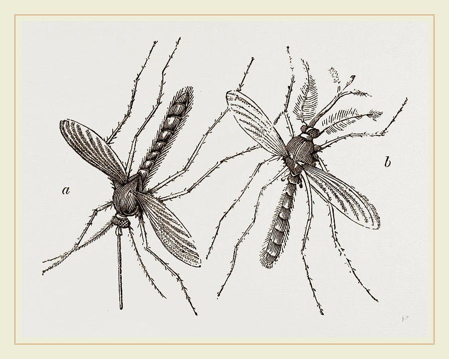 Male And Female Gnats Drawing by Litz Collection Fine Art America