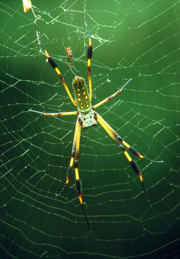 Male And Female Golden Orb Spiders On Web Photograph By William Ervin