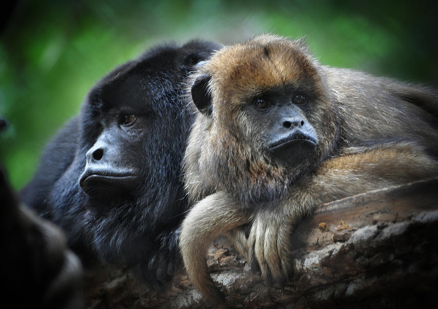 Male and Female Howler Monkeys  Photograph by Savannah Gibbs