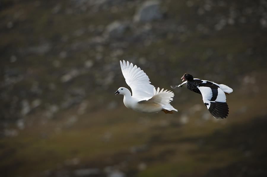 Male And Female Kelp Geese In Flight Photograph by John Shaw