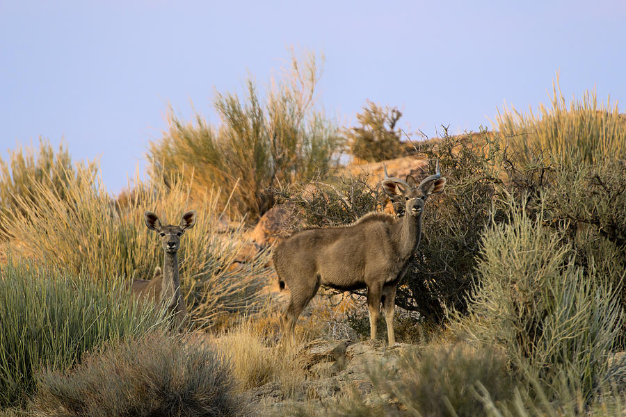 Wildlife Photograph - Male and Female Kudu on the Rocks by Paul W Sharpe Aka Wizard of Wonders