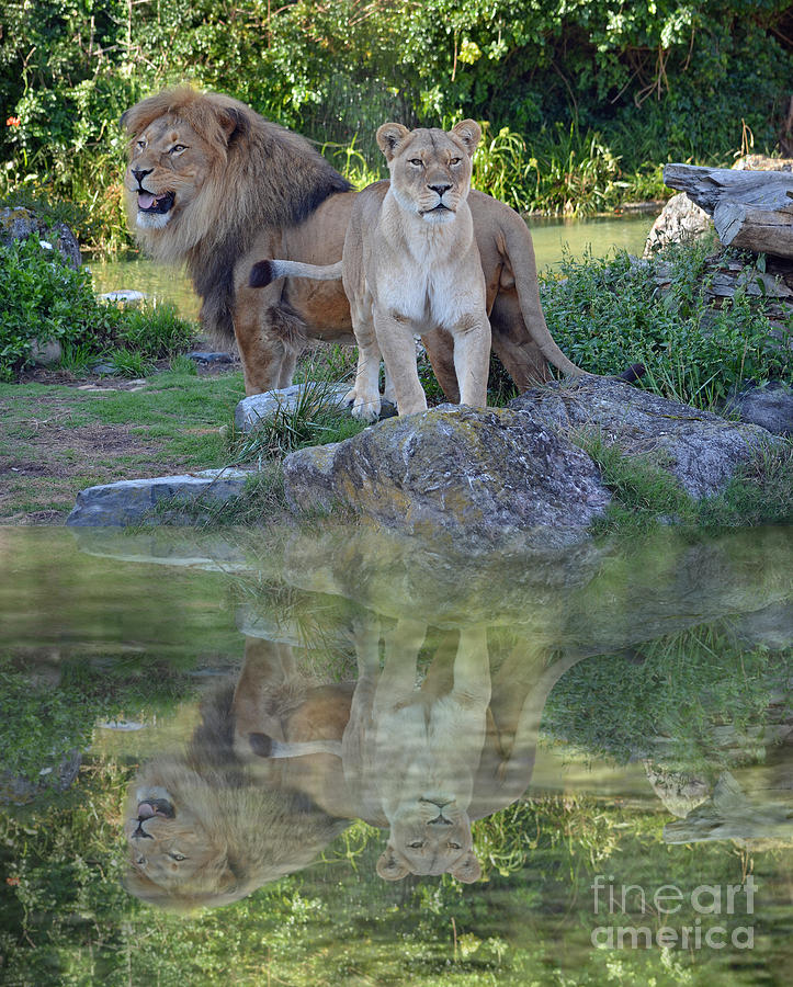 Lion Photograph - Male and Female Lions by a Lake by Jim Fitzpatrick
