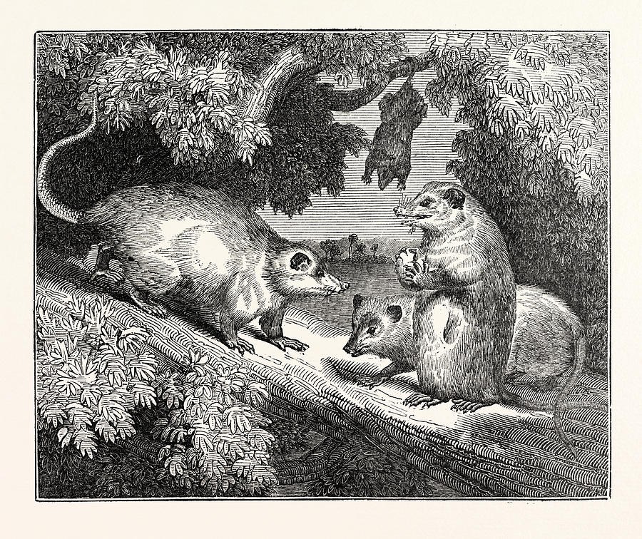 Male And Female Opossums Drawing by English School - Fine Art America