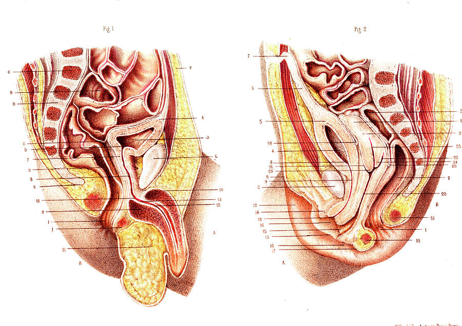 reproductive organs of male and female
