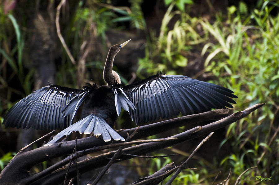 Male Anhinga  or Snake bird Photograph by Christopher Byrd
